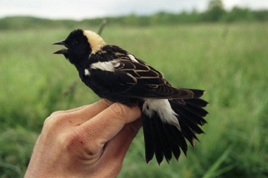 Bobolink in the hand
