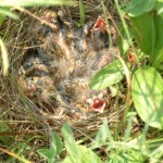Young Bobolinks in the nest