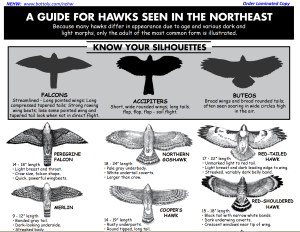Hawk ID Northeast