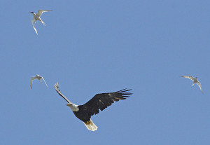 Eagle and Terns MJ
