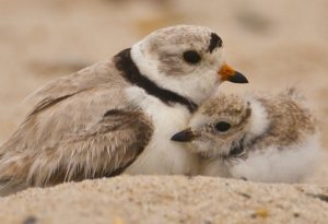 Piping Plover and chick