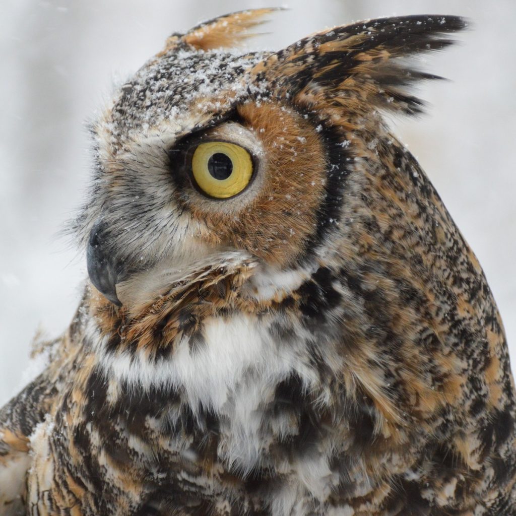 Eastern Screech Owl - Center for Wildlife