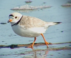 Piping Plover