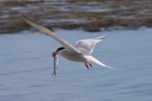 Common Tern with fish