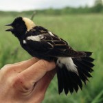 Bobolink in the hand