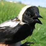 Male Bobolink