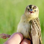 Female Bobolink