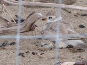 Piping Plover on the nest