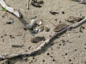 Dead plover chicks and abandoned eggs
