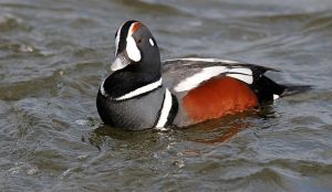 Histrionicus histrionicus drake at Barnegat by Peter Massaslow CC BY-SA 2.0