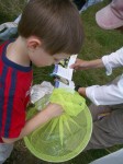 Small boy views an azure in a butterfly net