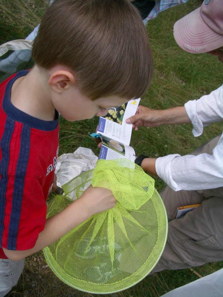 Small boy views an azure in a butterfly net