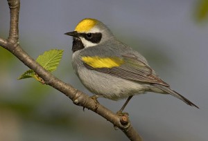 Golden-winged Warbler by Robert Royce