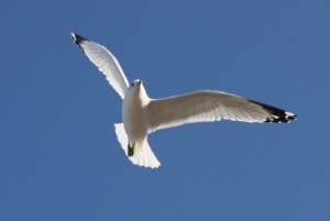Gull in flight. © Marie Jordan