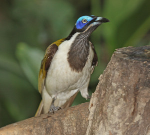 Blue-faced Honeyeater 1114
