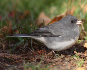 Junco