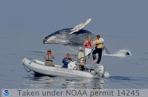 April 15 - Humpback Whale Stellwagen06232012