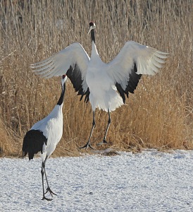 Dancing Cranes_8198