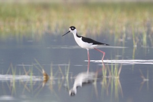 Black necked Stilt in Scarborough DH