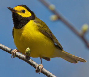 Hooded Warbler DH crop