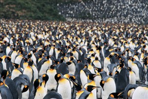 Steve_Morello-300x201 Emperor Penguins