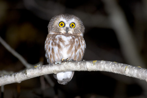 Saw-whet Owl-2 - Patrick Keenan