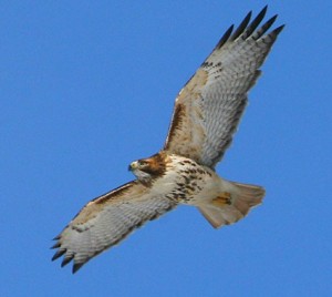 red_tailed_hawk_2 cornell