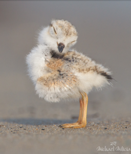 Michael Milicia - Piping Plover Chick