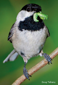 Tallamy - Chickadee