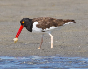 oystercatcher KJ