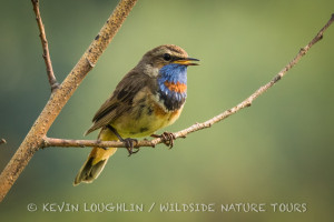 Bluethroat-1