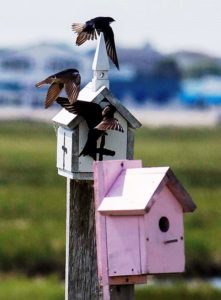 purple-martin-small-house