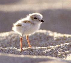 Piping Plover - MA 3