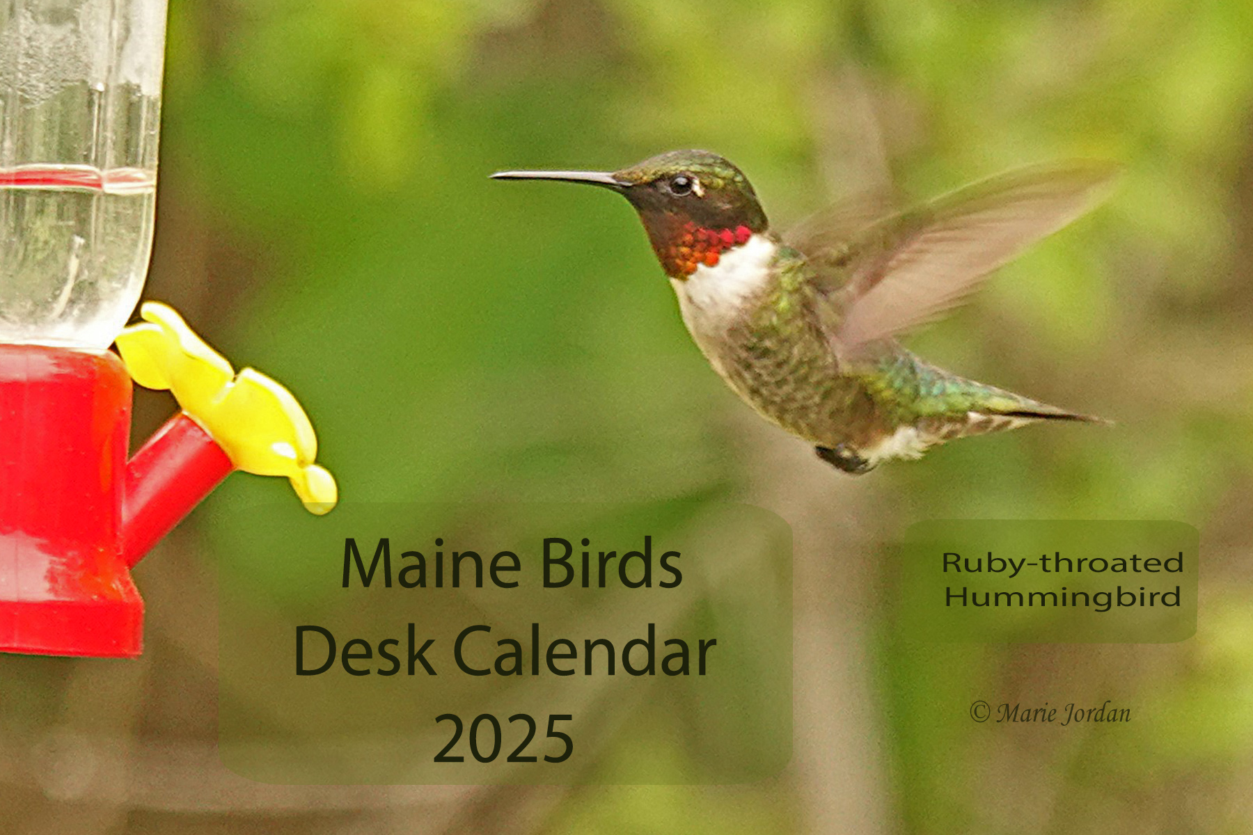 The 2025 Maine Birds Desk Calendar is on its way! York County Audubon