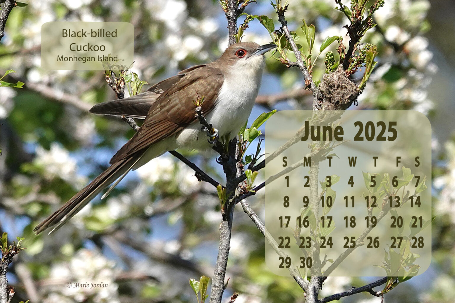 The 2025 Maine Birds Desk Calendar is available now! York County Audubon Audubon Desk Calendar 2025