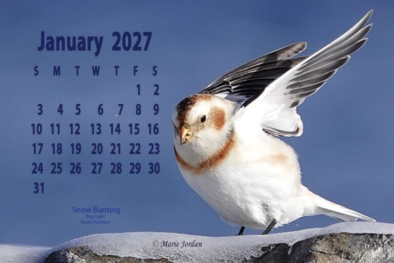 The 2027 Maine Birds Desk Calendar is available now!