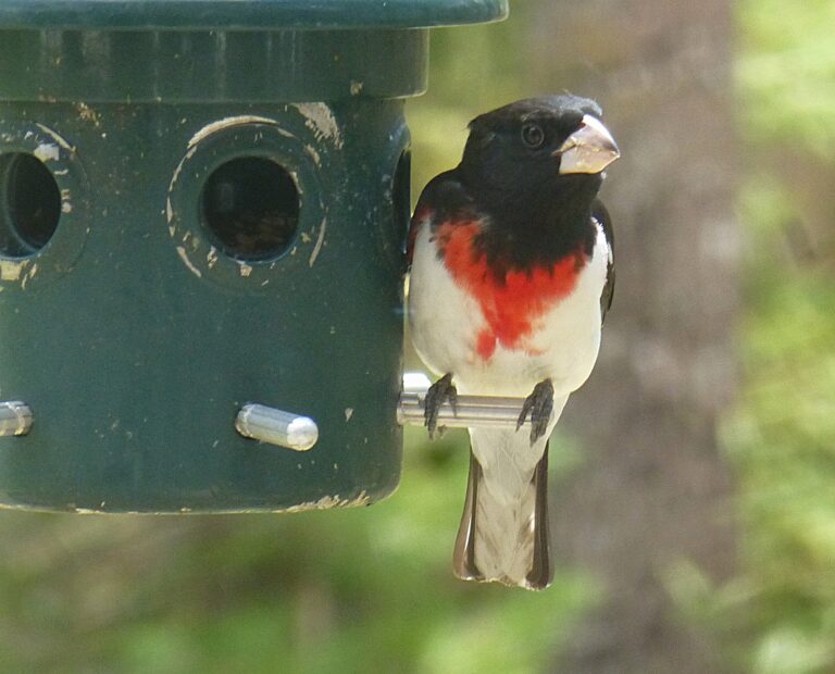 2026 Bird Seed Sale – Our 28th Annual – Early Bird Pricing Deadline is October 23rd